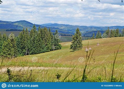 Panoramic View Of The Carpathian Mountains Green Forests And Flowering
