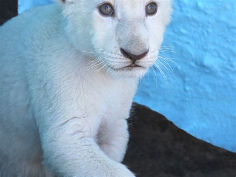 White Baby Lion Smithsonian Photo Contest Smithsonian Magazine