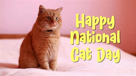 National Cat Day 🐈 October 29 Youtube