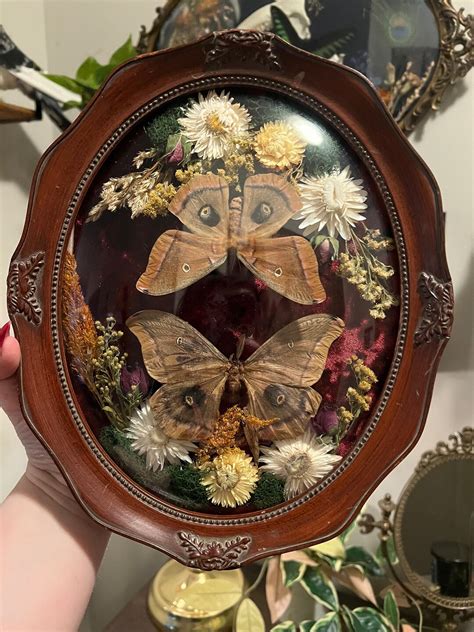 Vintage Bubble Glass Frame With Moths And Dried Flowers Etsy