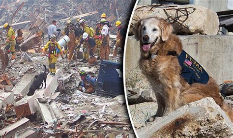 Bretagne The Final 911 Rescue Dog Put Down World News Uk