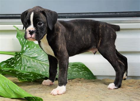 Akc Registered Boxer Puppy For Sale Baltic Oh Male Grant Ac Puppies Llc