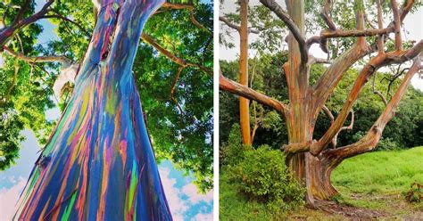 Rainbow Eucalyptus The Most Beautiful Tree In The World Its Like A