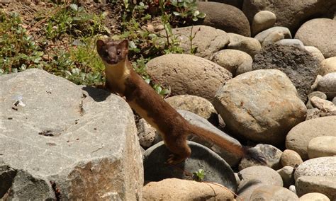 Weasel Wallpapers Free Wallpaper Download Deadly Animals Weasel