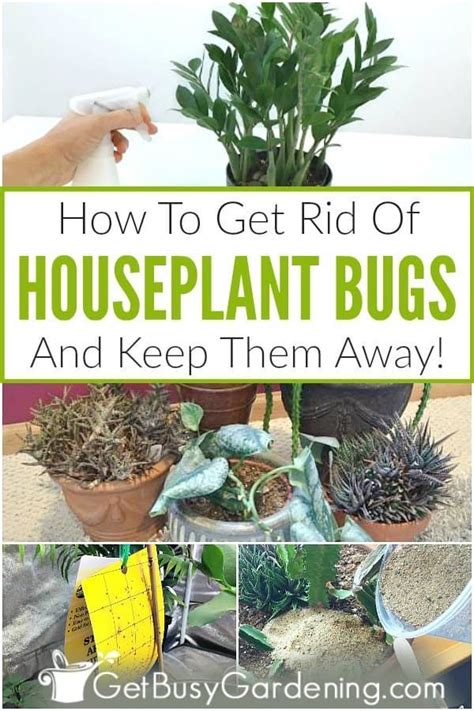 Figuring Out How To Get Rid Of Indoor Plant Bugs Is Extremely