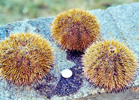 Class Echinoidea Key Urchins And Sand Dollars