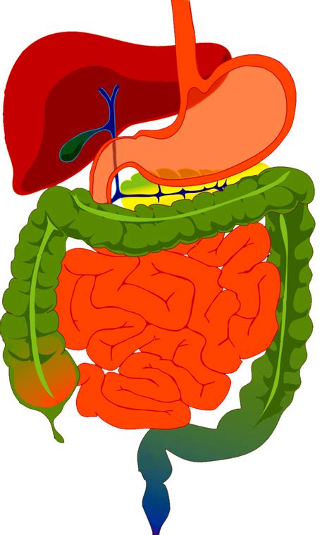 Tracto Gastrointestinal Sistema Digestivo Humano Diverso Etiqueta Png