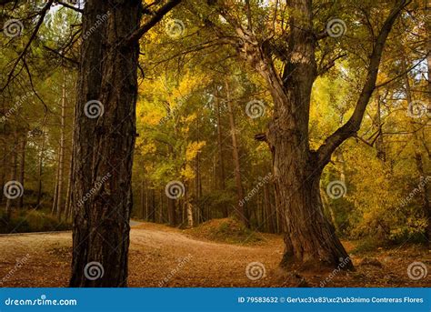 River Surrounded By Trees In Autumn At Riopar Stock Photo Image Of