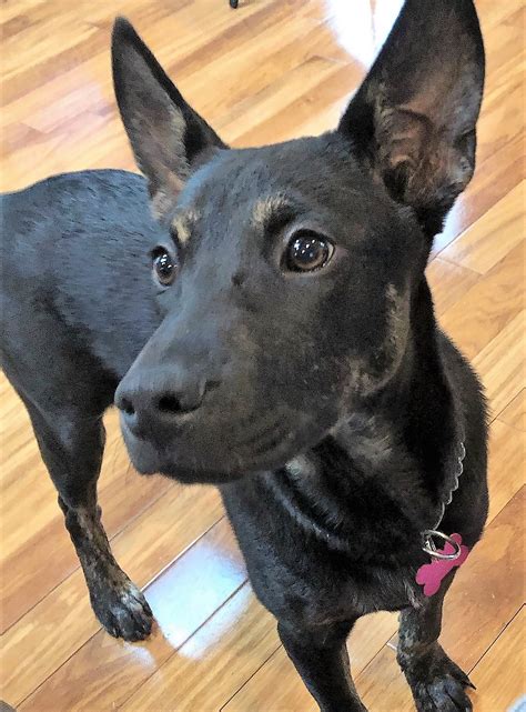 Our employees and volunteers are. Meet Calypso-adoption pending - Chicagoland Dog Rescue