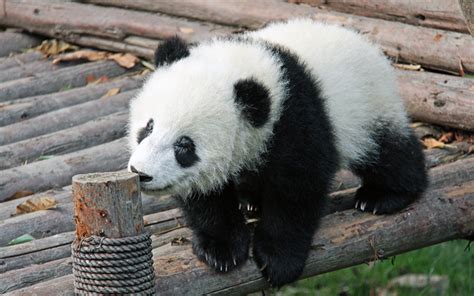 Download Wallpapers Panda China Cute Animals Small Panda Zoo Bears