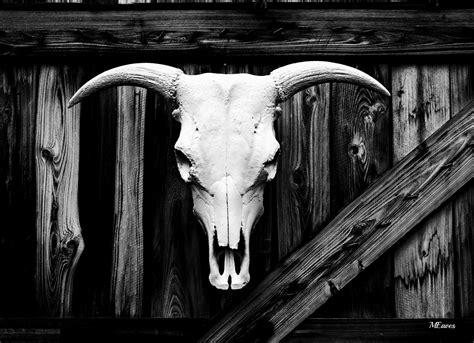Wallpaper Wood Skull Blackandwhite Animal Bw Darkness Horn