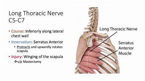 Thoracic Nerve Pathways