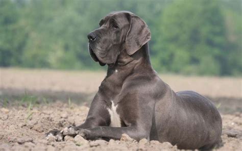 10 Fun Facts About Great Danes Discovering The Gentle Giants