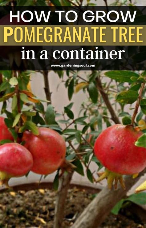 How To Grow Pomegranate Tree In A Container Pomegranate Diy