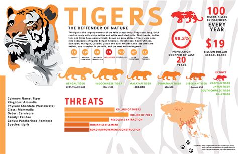 Tigers Infographic Design Belinda Ivey