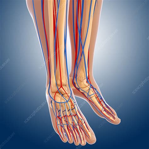 Lower Leg Anatomy Artwork Stock Image F0061142 Science Photo