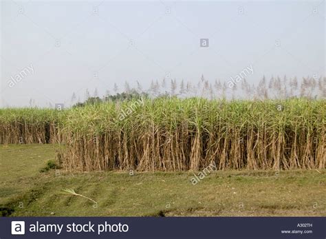 Sugar Cane Growing In Northern Bangladesh Stock Photo Alamy