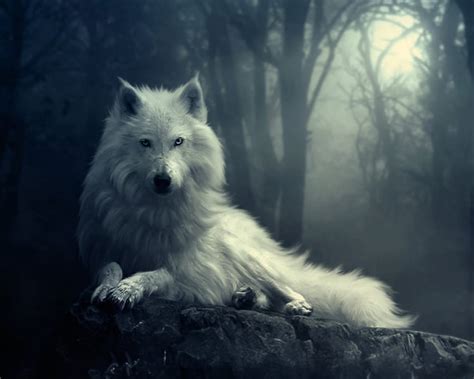 Mysterious Wolf Hd Wallpaper Pxfuel