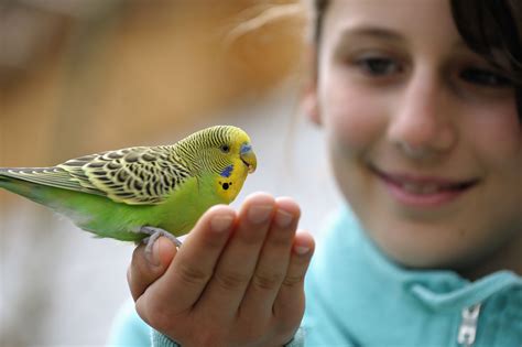 The 10 Best Types Of Pet Birds For Beginners Trendradars