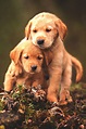 Cute baby animal dogs wallpaper | 1440x2160 | 798344 | WallpaperUP