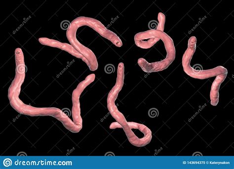 Parasitic Hookworm Ancylosoma Duodenale In Human Duodenum Royalty Free