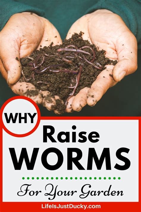 Start Raising Worms Naturally Red Wigglers Worms Worm Composting