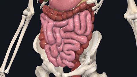 Inside A Human Intestine