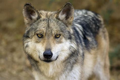 Mexican Wolf Arizona By Phil Degginger Mexican Wolf Wolf Dog Wolf