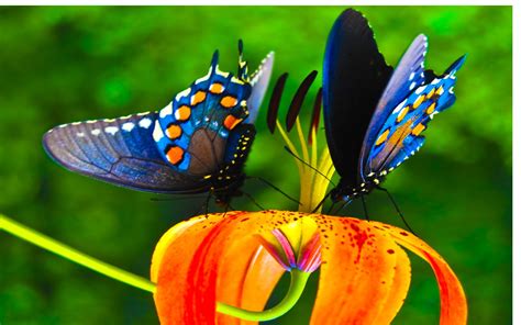 Colorful Butterflies Wallpaper Wallpapersafari