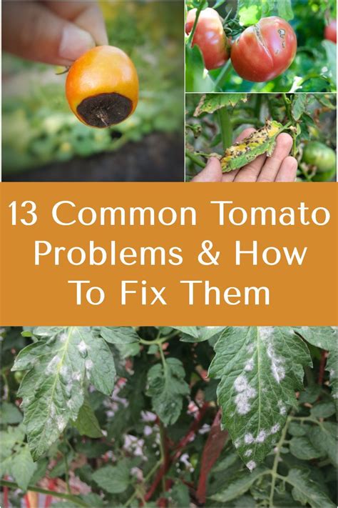 13 Common Tomato Problems And How To Fix Them Tomato Plant Care Tomato Problems Tomatoes