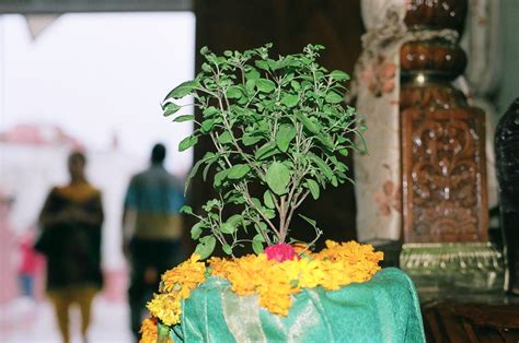 Tulasi Maharani Delhi Temple Iskcon Joan Delisio Flickr