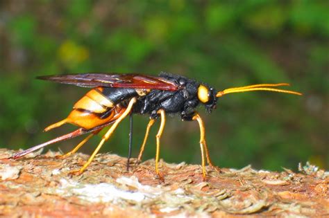 One Species A Day Giant Woodwasp