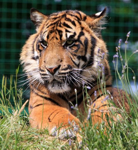 Tiger Cub Portrait Free Stock Photo Public Domain Pictures