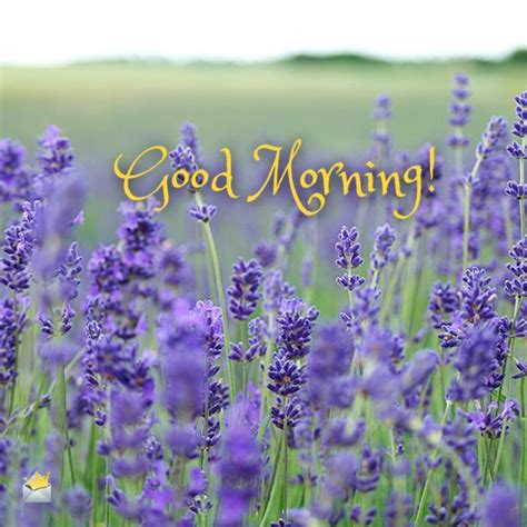 Good Morning With Purple Flowers Good Morning Wishes And Images