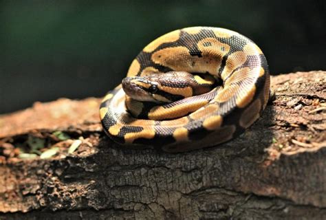 How To Care For Your Ball Python Snake Allans Pet Center