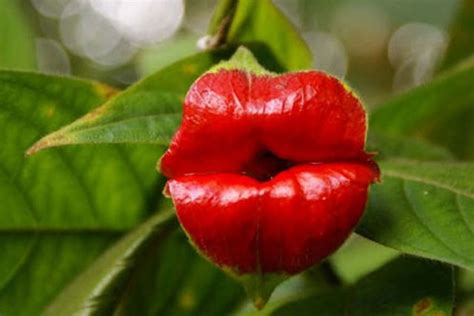 Kissing Lips Flower Pucker Up Lauren Q Hill