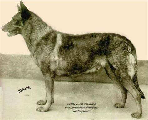 Why Do German Shepherds Have A Sloping Back Dog Discoveries