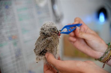 Hérault La Faune Sauvage A Son Propre Centre Hospitalier à Laroque