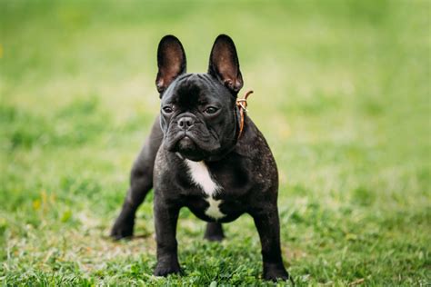 French Bulldog Zooplus Magazine