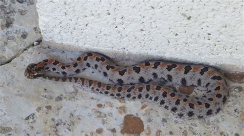 Pygmy Rattler Snake Photographed On Steps Of Arkansas Ranger Station