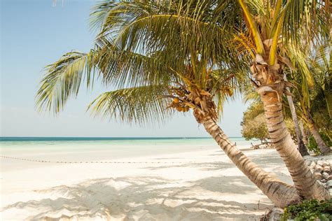 Coconut Tree On The Beach During Daytime · Free Stock Photo
