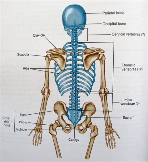 Axial Skeleton Worksheet