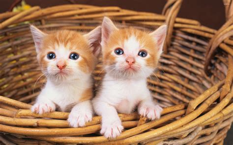 Kitten In A Basket Three Kittens In A Basket Photograph By Jonathan Ross