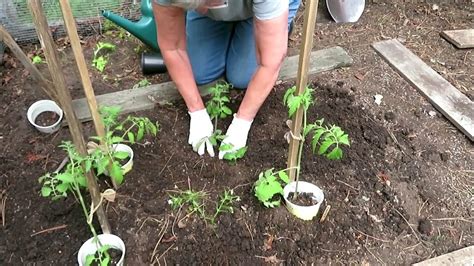 Planting Tomatoes Trench Method Youtube