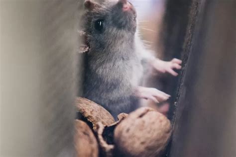 Mengenal Tanaman Anti Tikus Untuk Melindungi Kebun Anda Radar Depok