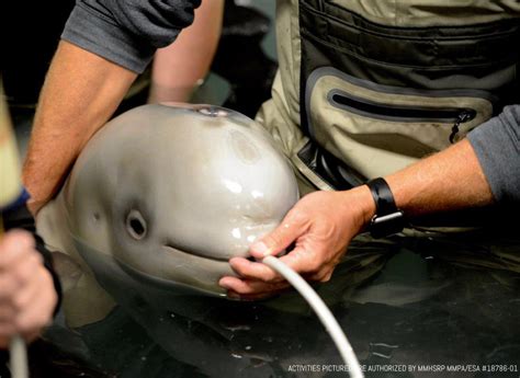 Seaworld San Diegos Rescue Team Helps Orphaned Beluga Whale In Alaska