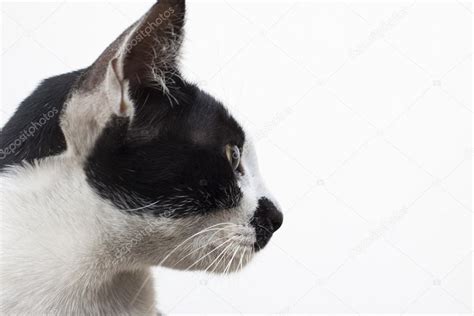Cat Side View Head Side View Of Cat Head On White — Stock Photo