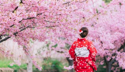 Cherry Blossoms In Japan When And Where To See Sakura This 2020