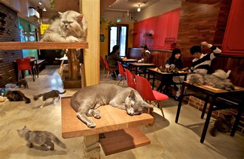 Cat Friday The Cat Cafes Are Coming Bloglander