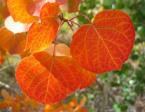 Autumn Leaves Fall Foliage In Fairplay Colorado September 6 2014